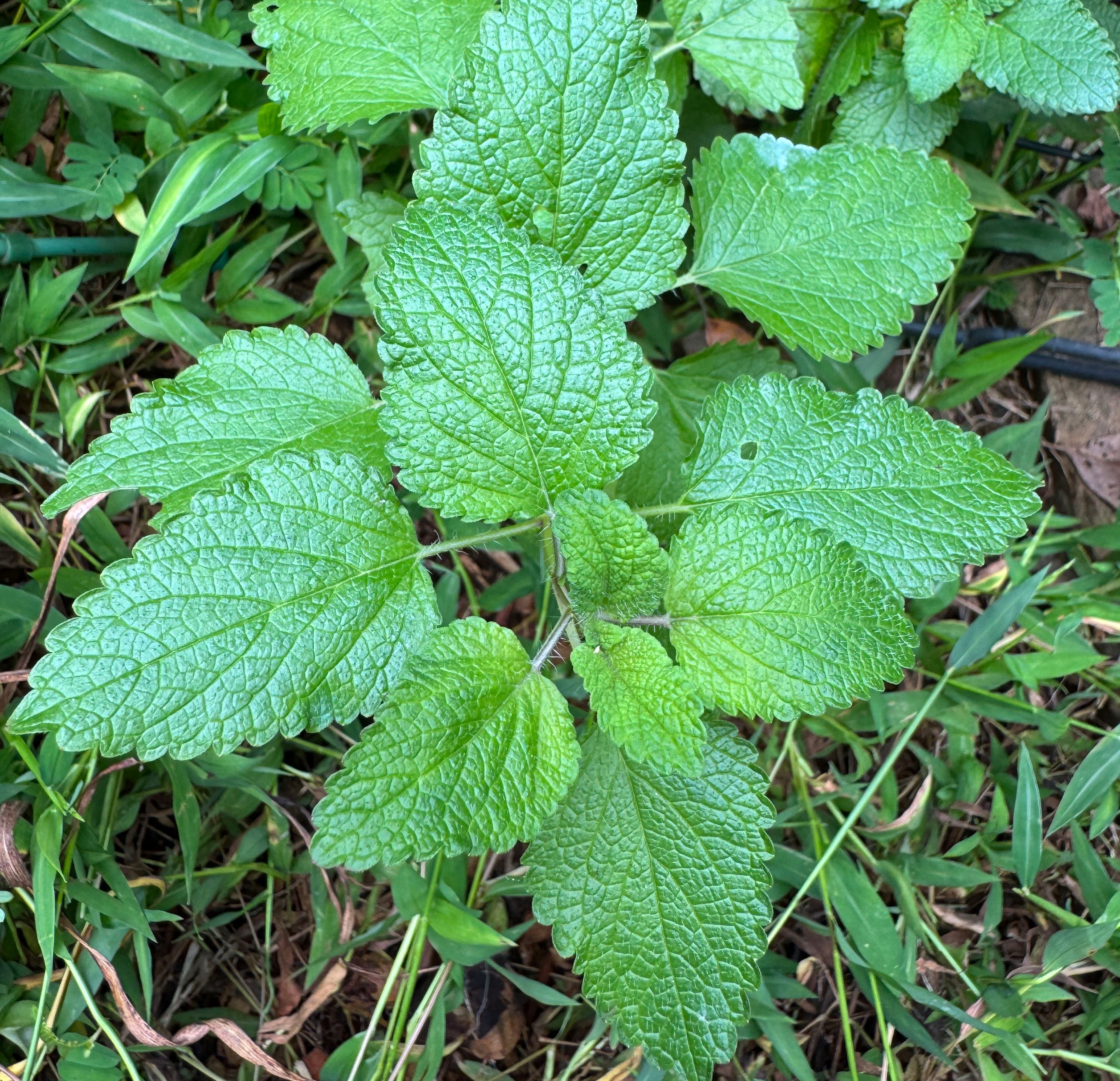 Lemon Balm