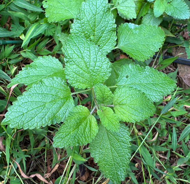 Lemon Balm