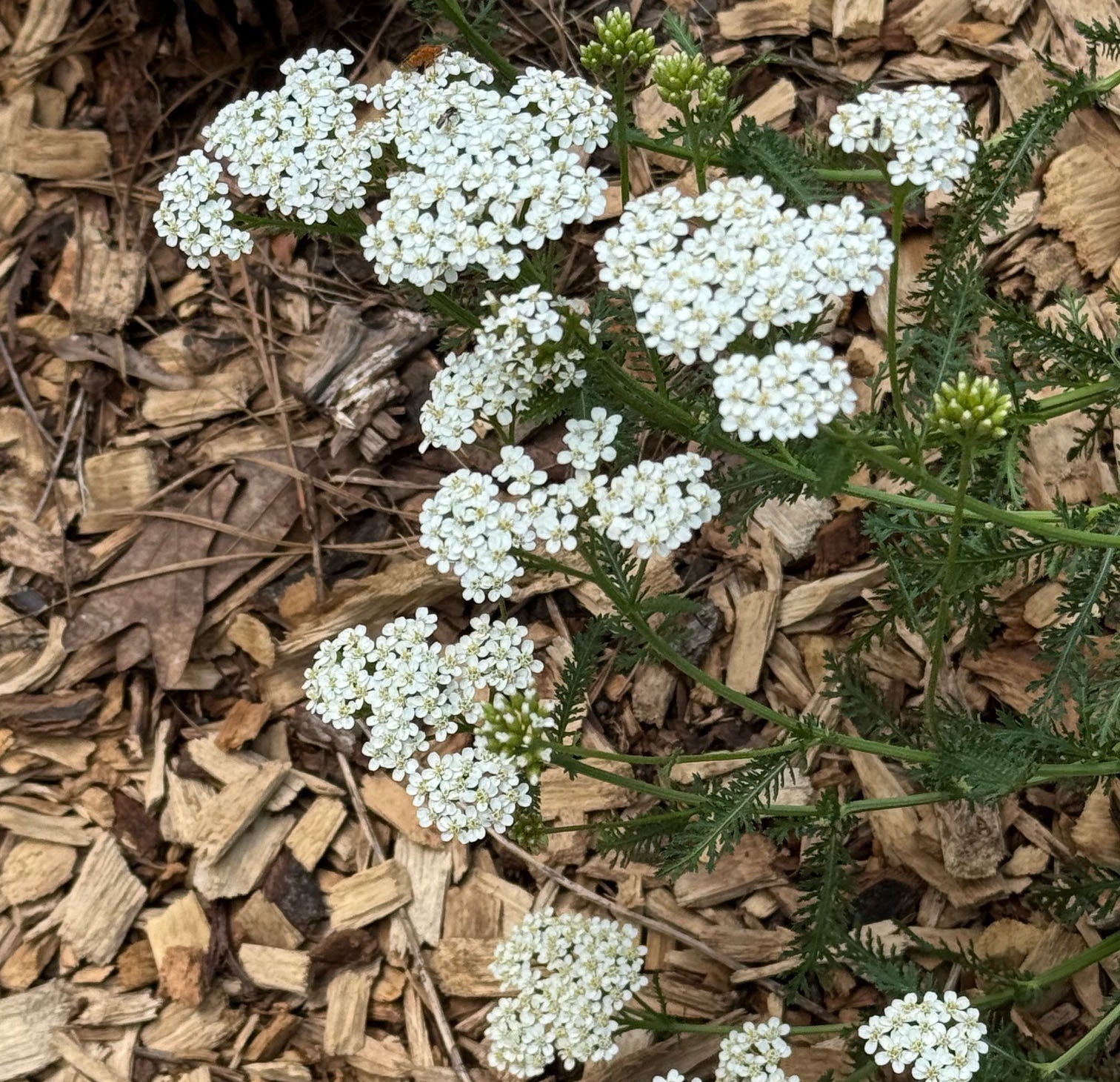 Button Yarrow Yarrow – Mama Apothecary