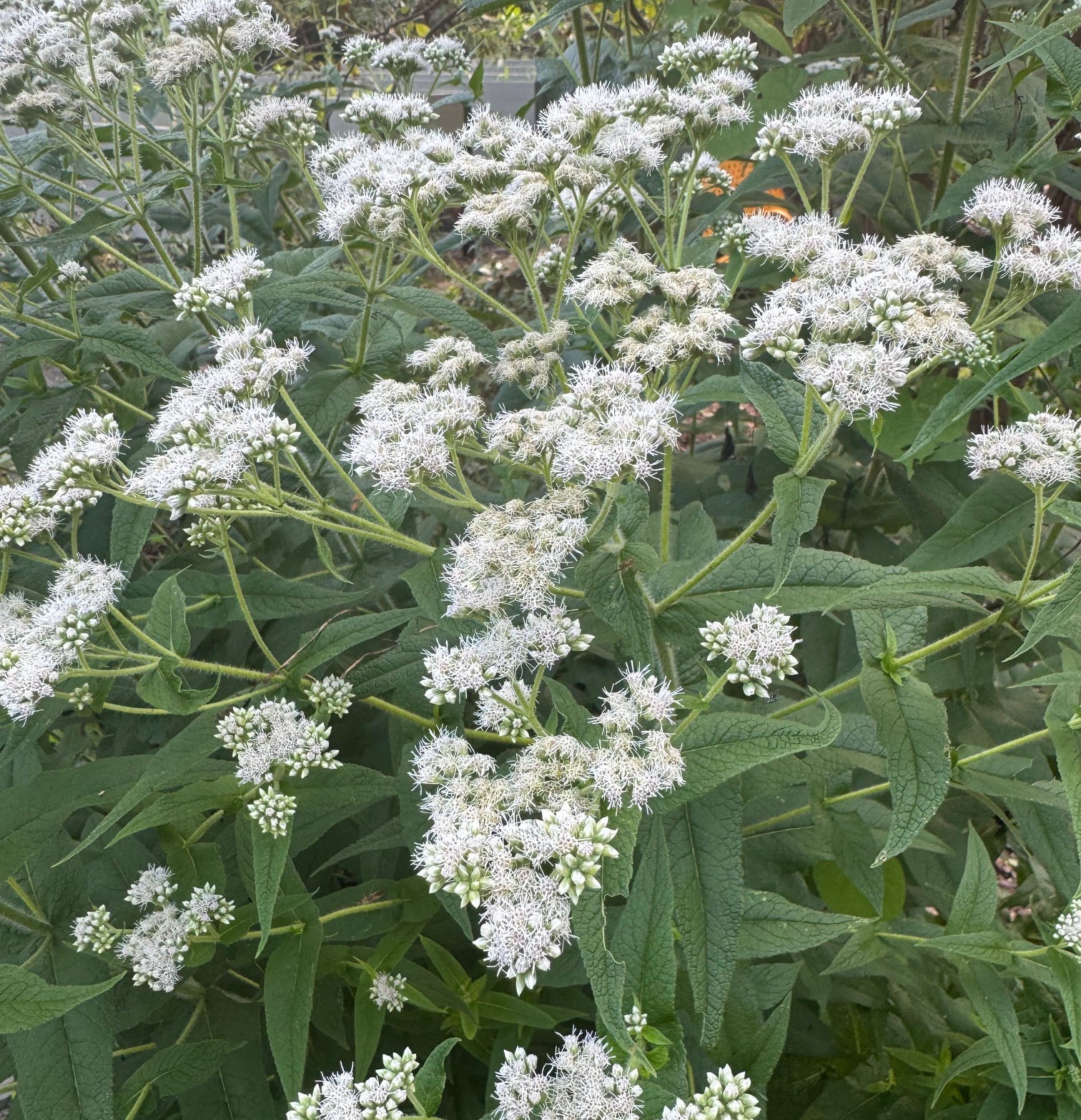 Boneset