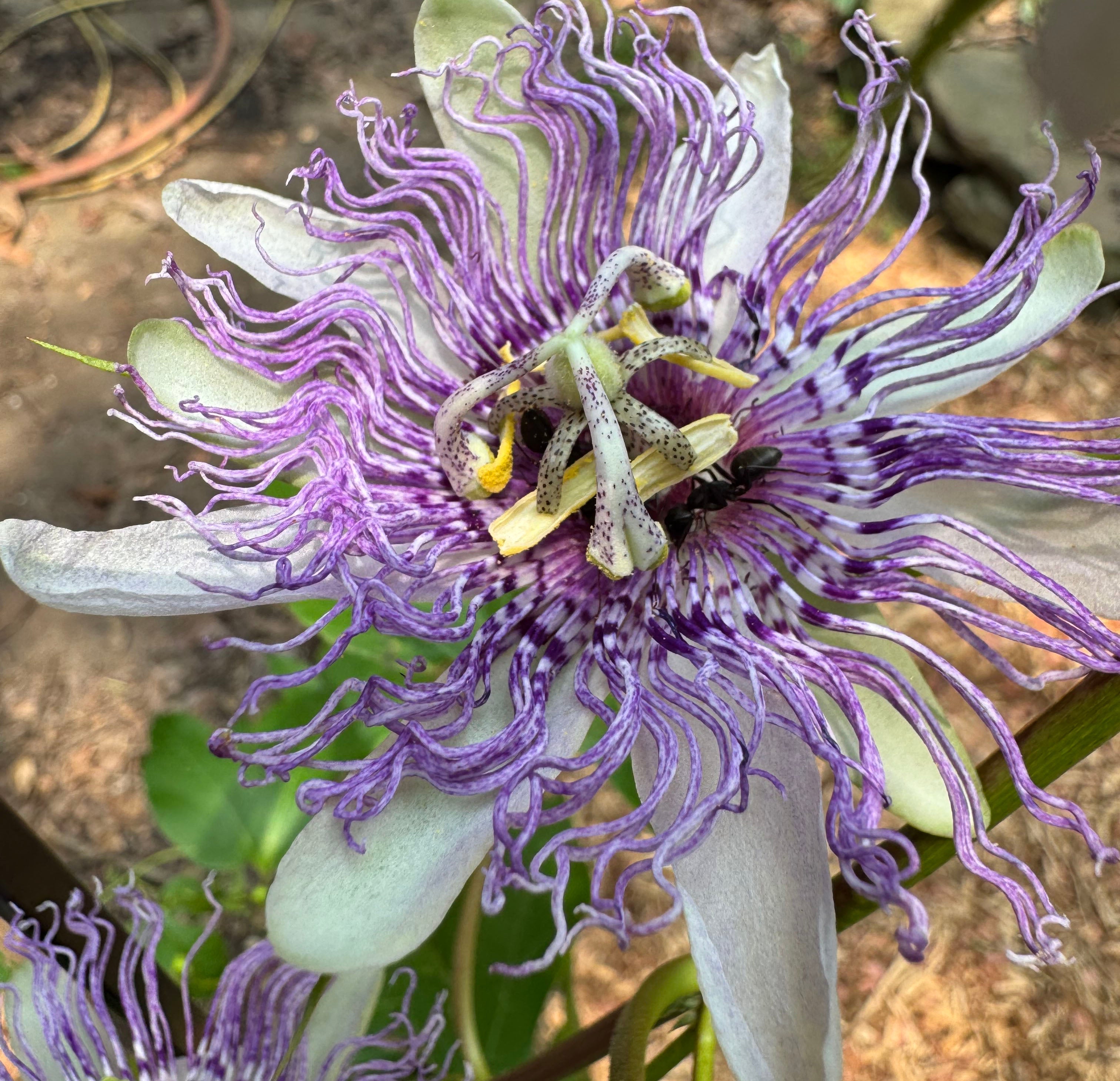 Passionflower