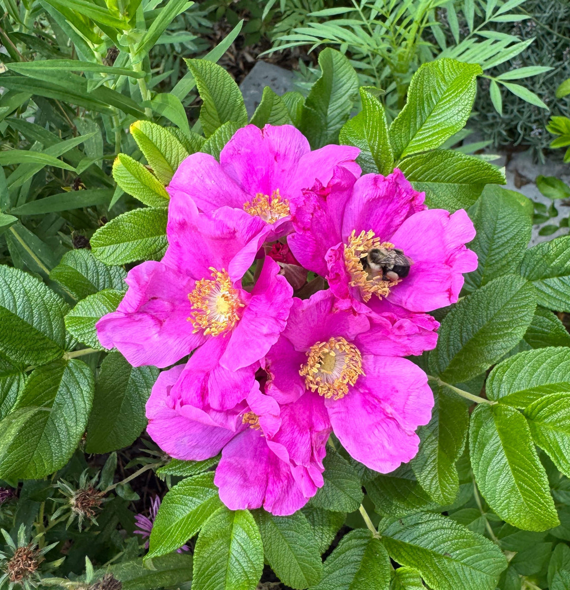 Rosa Rugosa – Mama Apothecary