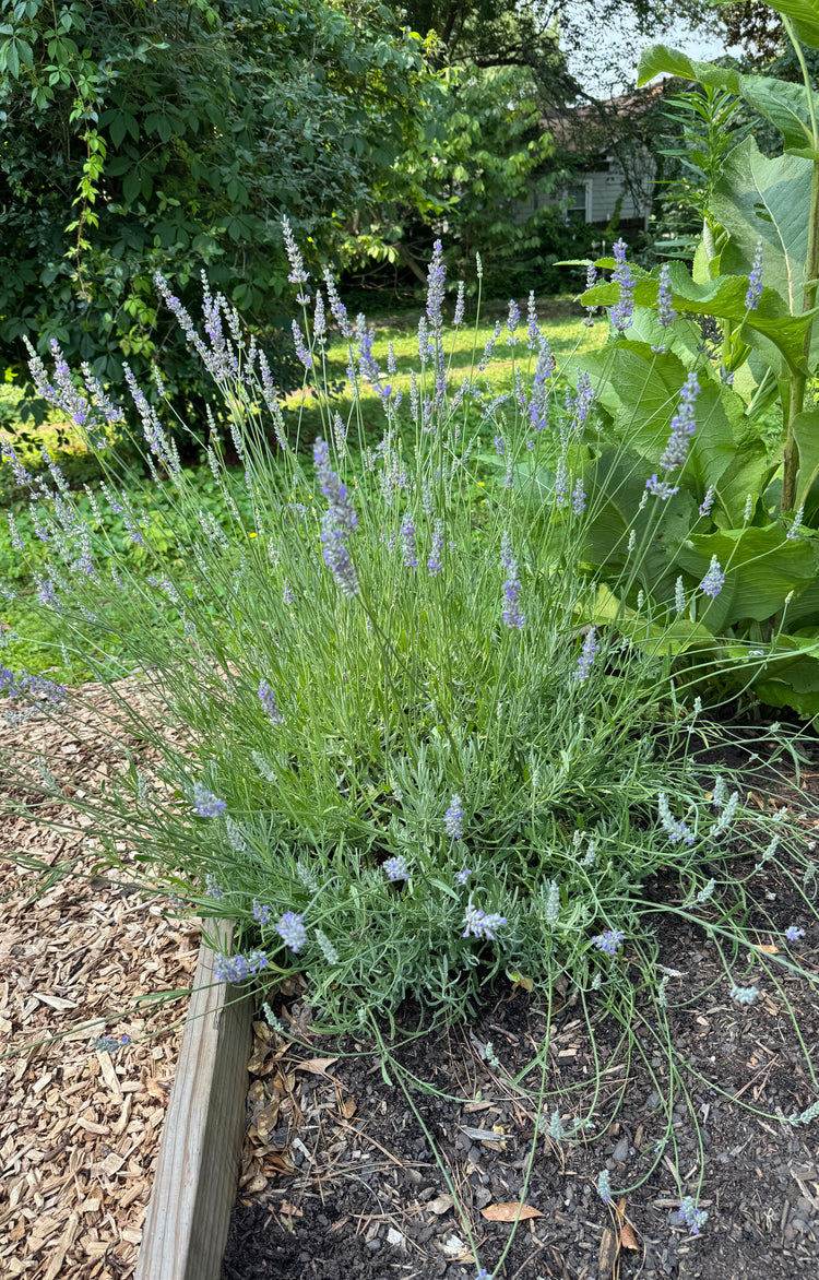 Lavender Deep Dive