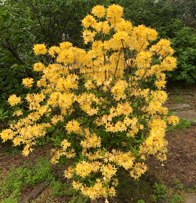 East Lake Garden – Mama Apothecary