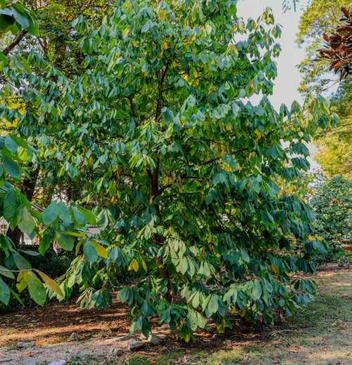 Paw Paw Trees